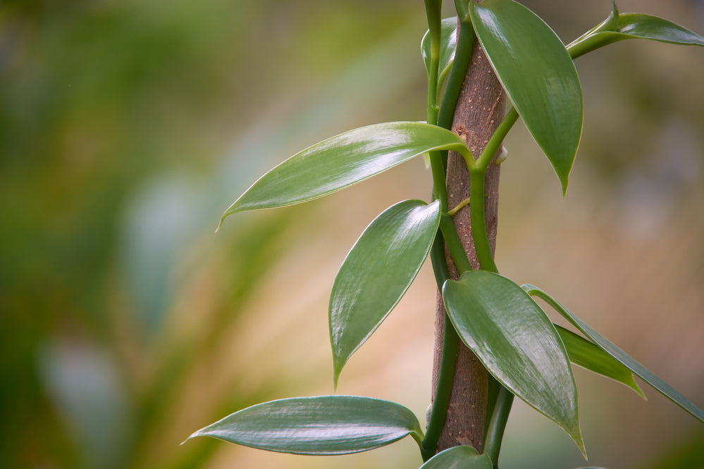 Vanilla vine growing on pole